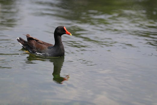 Common moorhens, also known as Gallinules, are frequently seen and heard at Wakulla Springs State Park. 