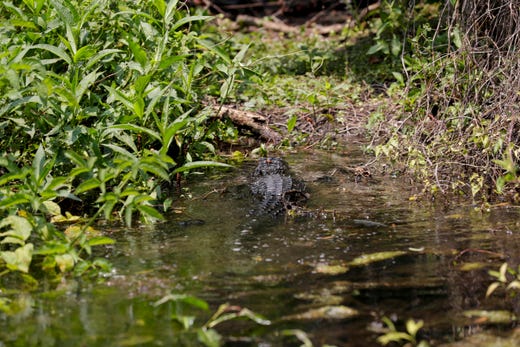 An alligator swims to shore at Wakulla Springs State Park. 