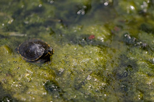 A turtle sunbathes in algae next to the boat docks at Wakulla Springs State Park.
