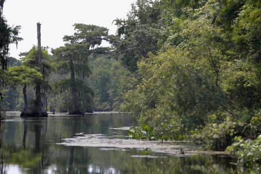 Wakulla Springs is the world's largest and deepest freshwater spring. It is surrounded by ancient cypress trees. A careful preservation of Florida's natural state, the state park is a popular destination for locals and tourists alike. 