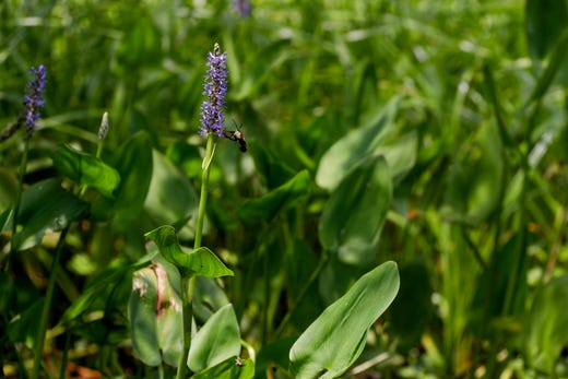 Many forms for vegetation grow along the shores of Wakulla Springs including the pickerel weed, a purple flower. 