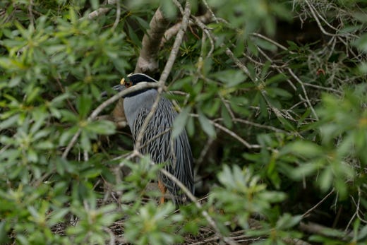 A yellow crowned night heron protects her nest in a tree as a boat tour passes by in Wakulla Springs State Park. 