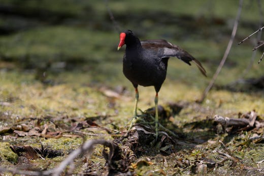 Common moorhen, also known as Gallinules, are frequently seen and heard at Wakulla Springs State Park. 