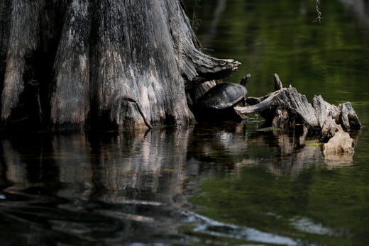 A turtle sticks its head out in a patch of sunlight at the foot of a tree along Wakulla Springs.