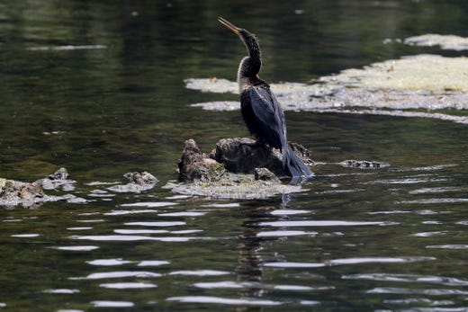 An anhinga dries off in the sun during a historic boat tour of Wakulla Springs. 