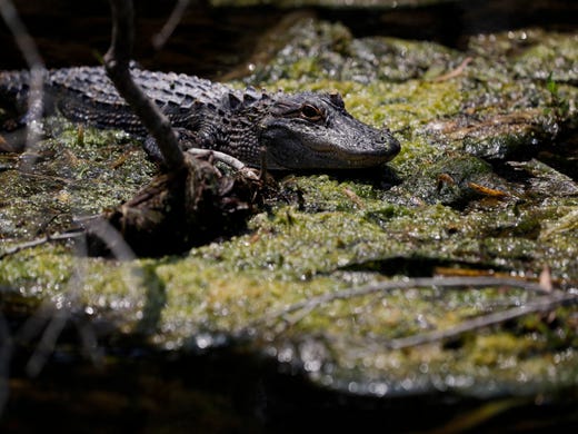 A young alligator sunbathes along the shores of the Wakulla Spring.