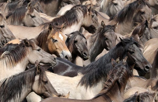 Wild horses during the 'Wildpferdefang' (wild horses roundup) at the Merfelder Bruch near Duelmen, Germany, May 25, 2019. The herd of wild horses of the Merfelder Bruch was first known in the early 14th century. Once a year the herd is rounded up to select the one year old stallions.
