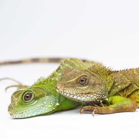 The Smithsonian's National Zoo was the first to...