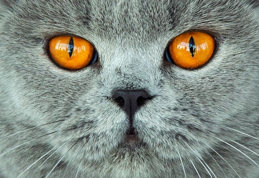 A British Shorthair cat waits during the jury session at the International pedigree dog and purebred cat exhibition in Erfurt, Germany, June 2, 2019. 