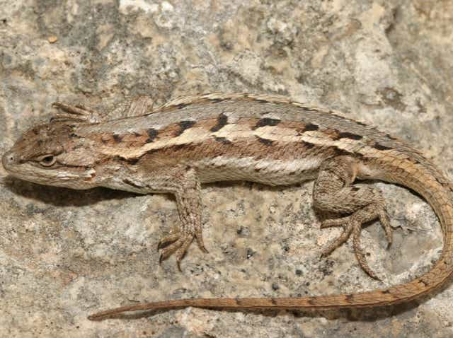 Prairie Lizards Pretty Common In West Texas