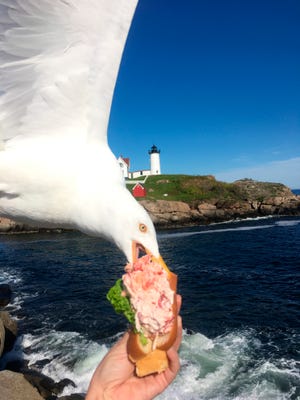 A seagull takes a bit of Alicia Jessop's lobster roll as she was taking a selfie Friday in York, Maine.
