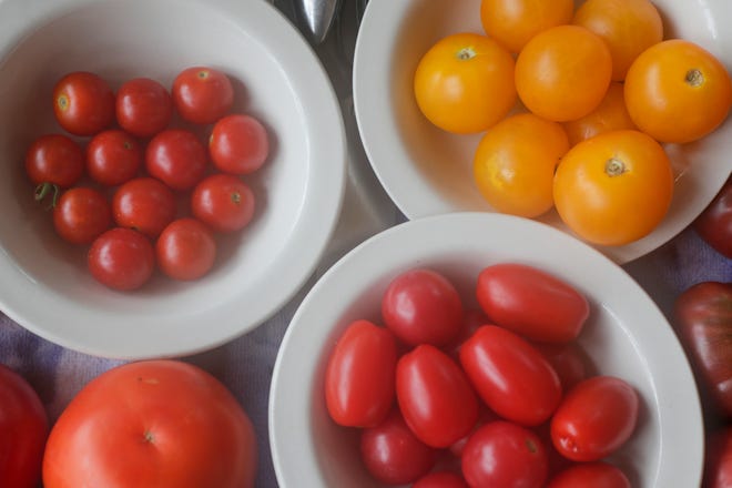 Tomatoes entered in the 2019 Tomato Feastival taste contest are on display under a tent, protected from the rain at Goodwood Museum and Gardens Sunday, June 9, 2019. A UF program is offering citizen scientists a chance to test tomatoes.