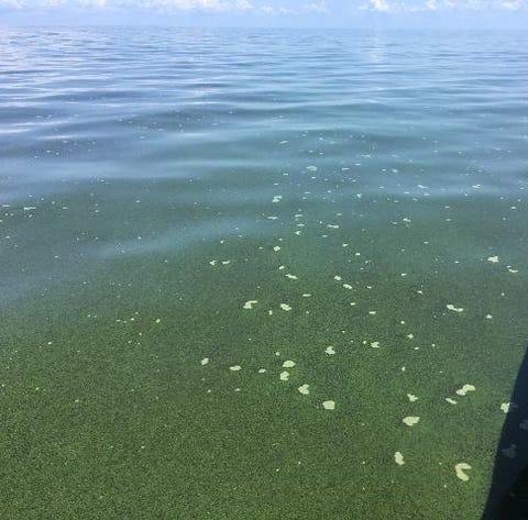 This blue-green algae bloom sampled June 5, 2019,...