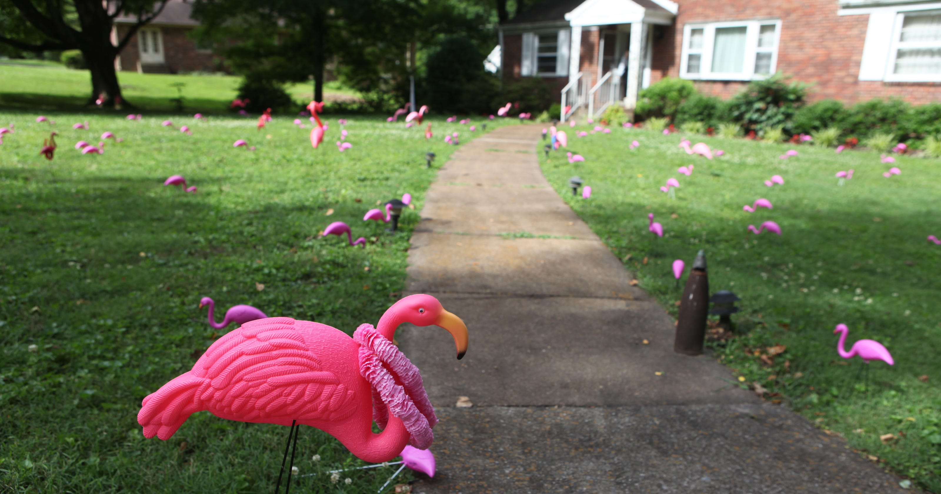 Flamingos flock to 102-year-old's yard for big birthday