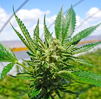 New York farmers are hoping marijuana could be their next cash crop.