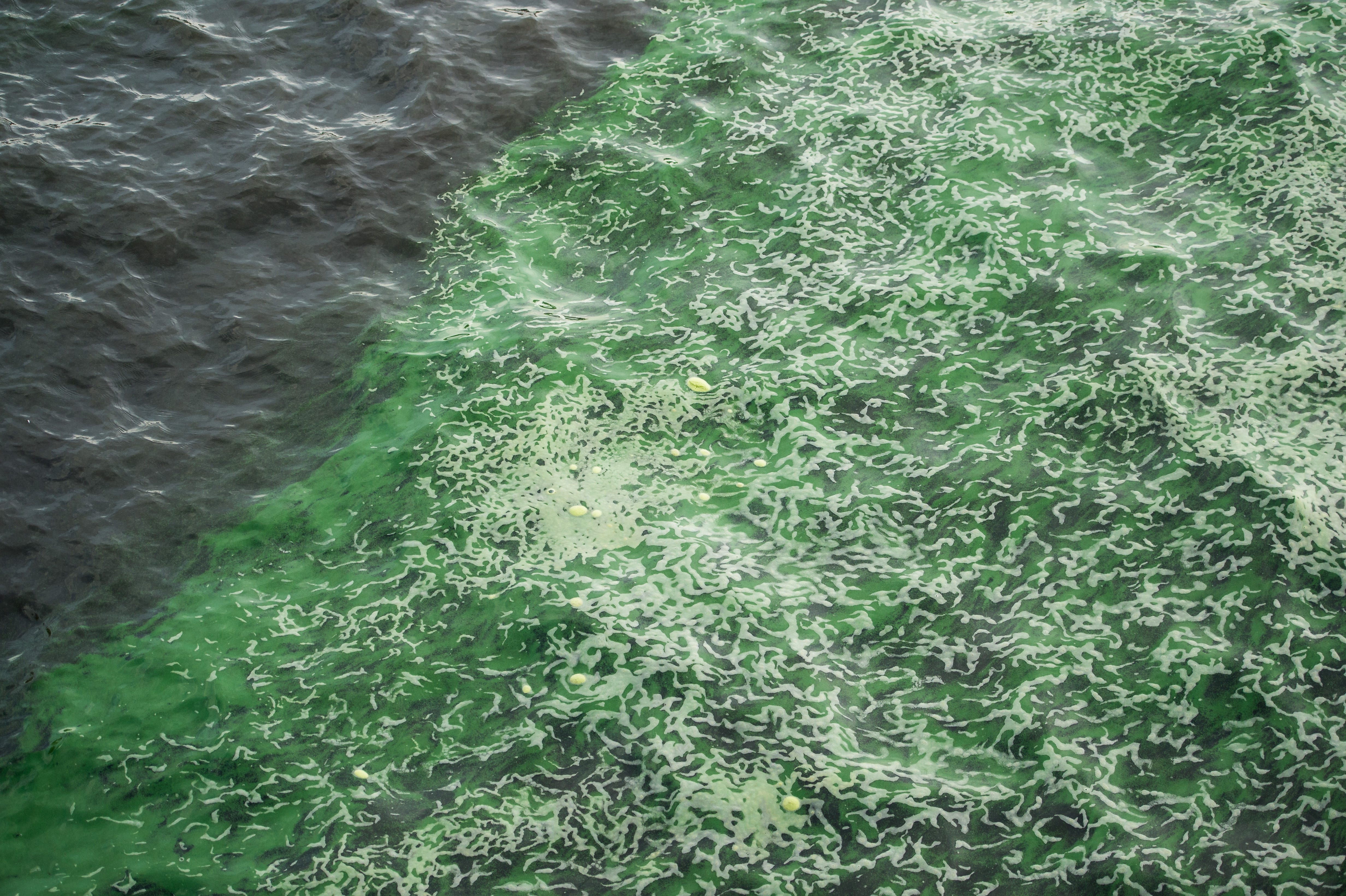 Lake Okeechobee bluegreen algae bloom at Port Mayaca gone, SFWMD says