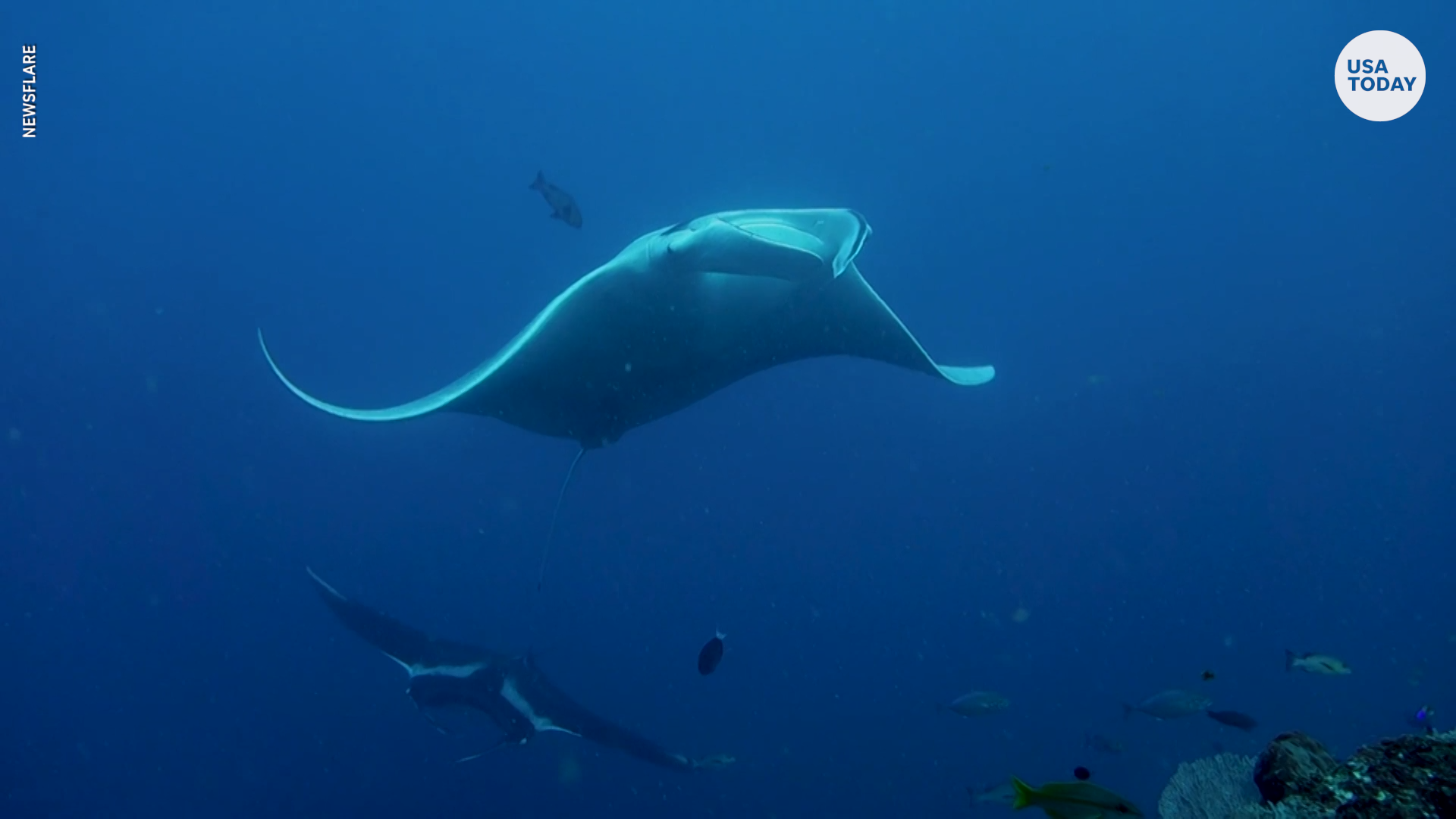 Rare giant white manta ray spotted in Indonesia