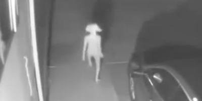 Odd Creature Caught On Security Camera And Internet Has Thoughts Odd Creature Caught On Security Camera And Internet Has Thoughts