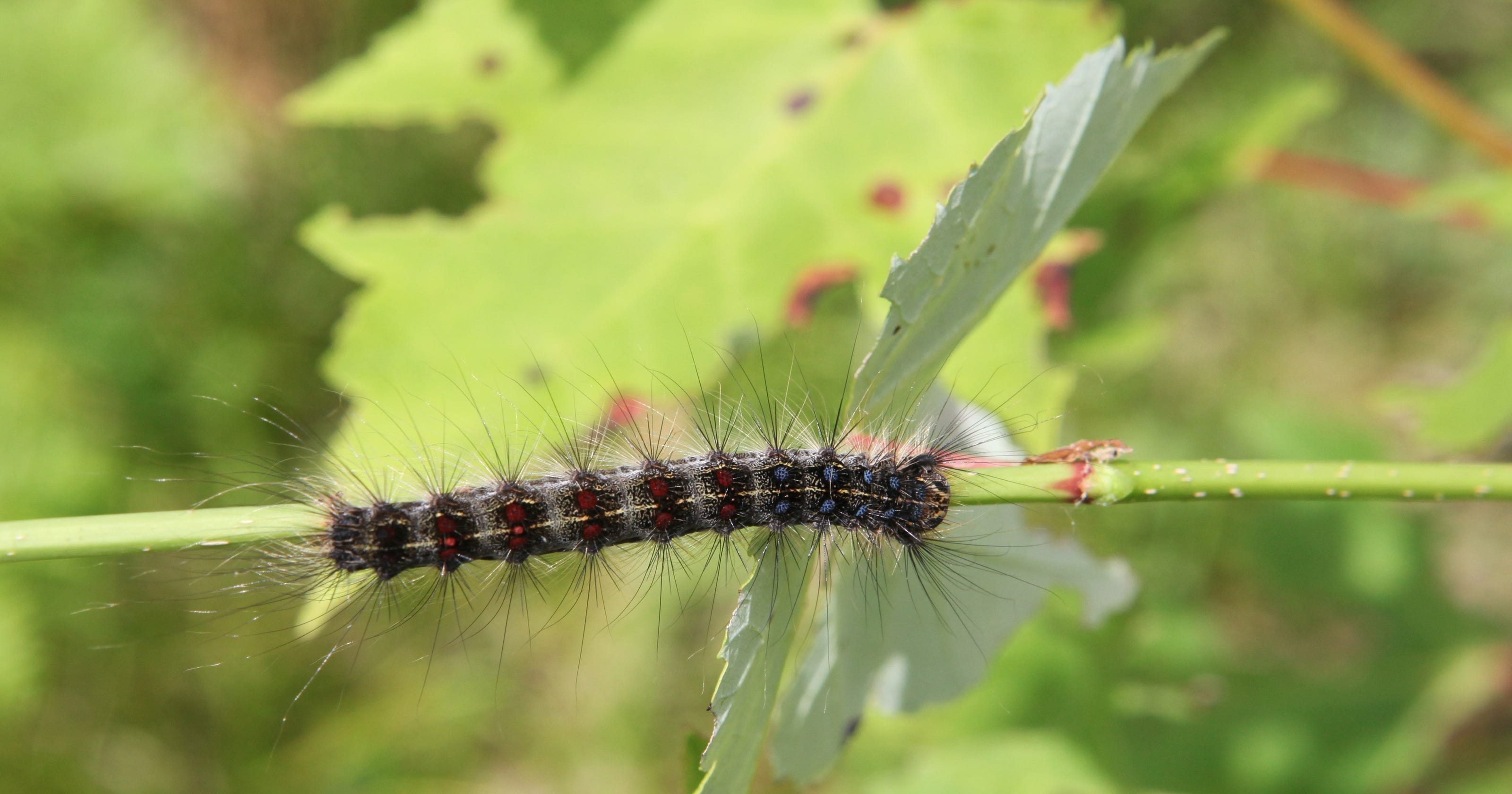 Gypsy Moth Caterpillar Population Rising In Mich Due To Rain