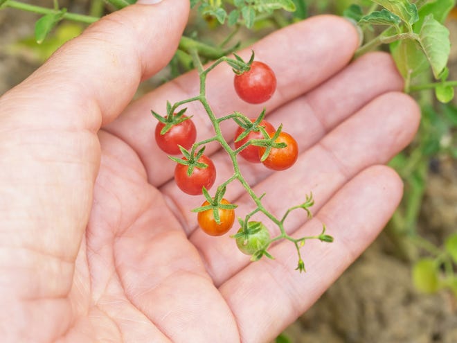 These pea-sized currant tomatoes (Solanum pimpinellifolium) are the wild precursors to our modern-day tomatoes. They may be small but they pack a big flavor punch, with the crucial TomLoxC flavor gene recently discovered by scientists to be lacking in most modern varieties. (Dreamstime/TNS)