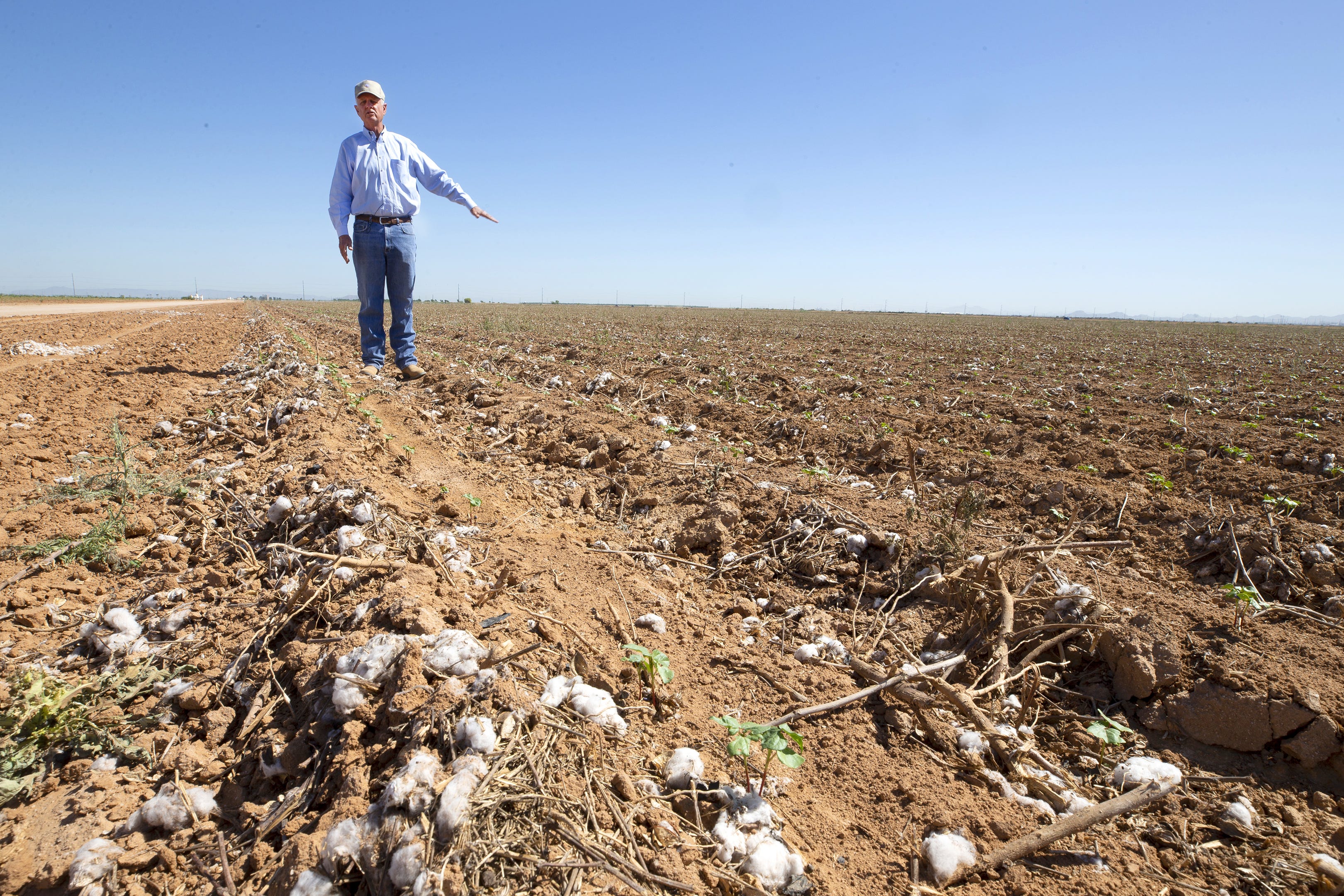 Dan Thelander, a Tempe Farming Co. partner in Maricopa, says he may have to fallow 2,000 of his 5,000 acres because of looming water cuts.