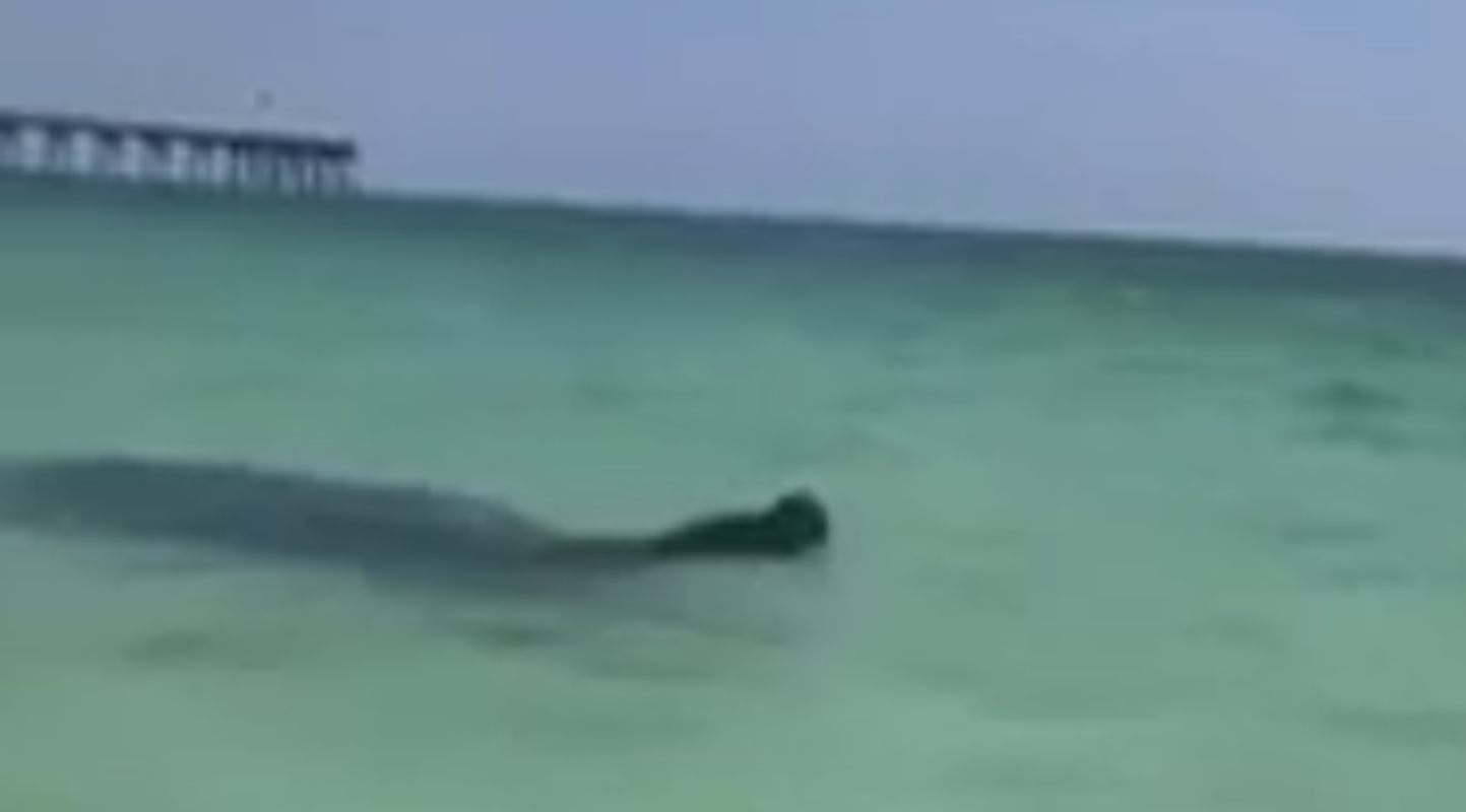 can you swim in pensacola in november can you swim in pensacola in november