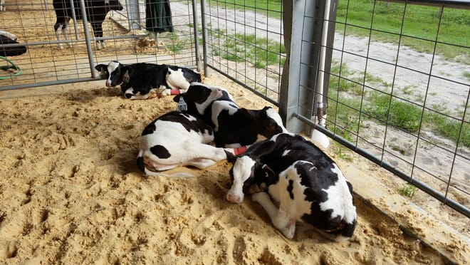 A UF researcher will study whether housing dairy calves in groups of two or more increasing their milk production – the theory being that they can socialize more, just like humans, and that socialization increases their overall well-being.