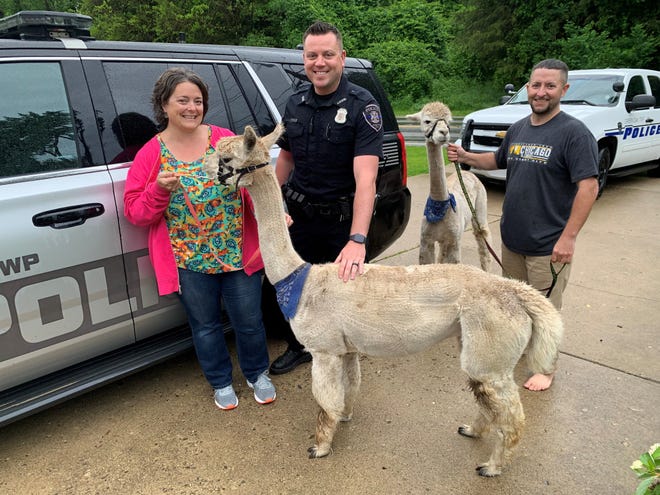 Green Oak Township residents Erin and Phillip Lowery, with police officer David Vasiloff, picturd with two alpacas Aphrodite and Athena. The alpacas ran off Thursday June 13, 2019 from their home near Rickett Road but were quickly located and returned to their owner, Jennifer Hansen.