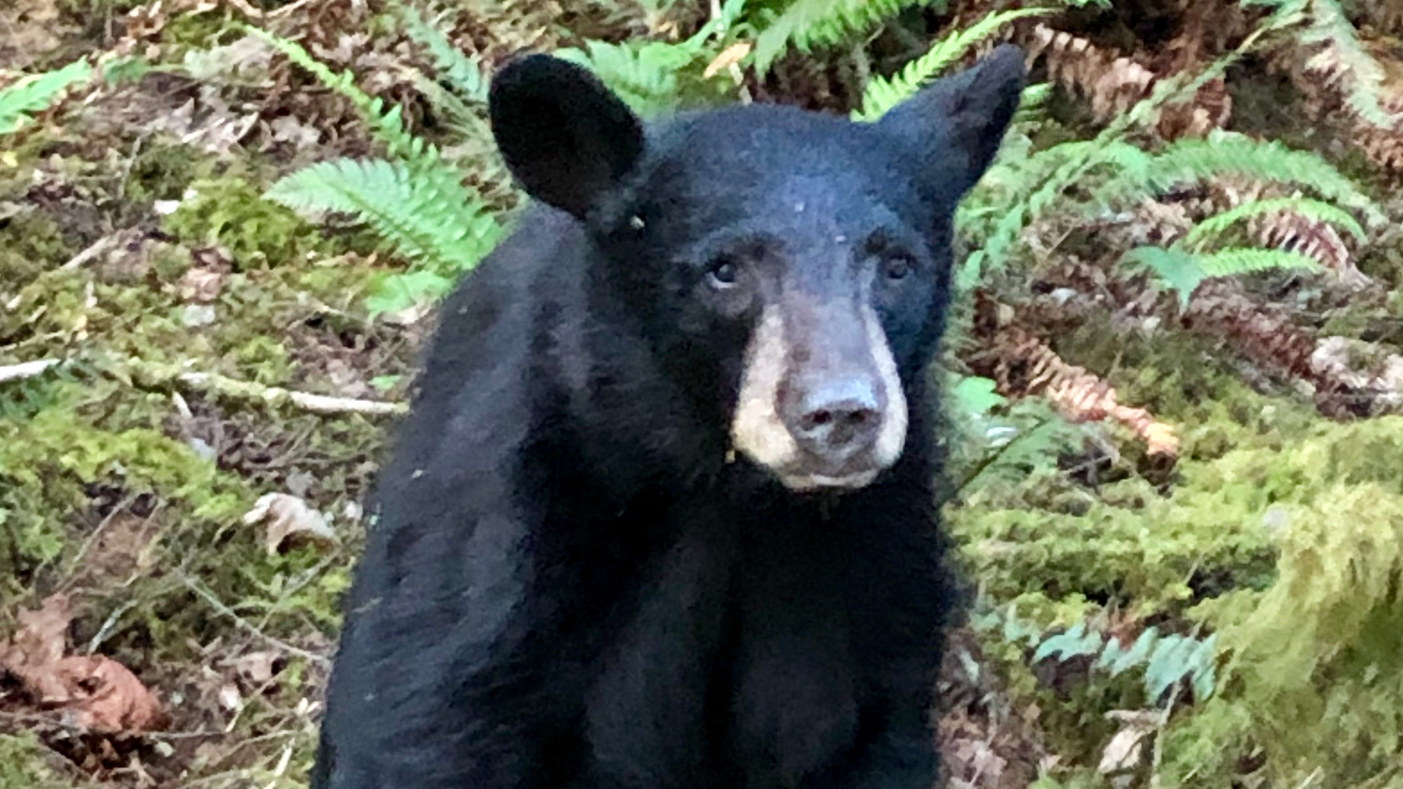 Oregon Wildlife Officials Kill Young Black Bear After Public Feeds It