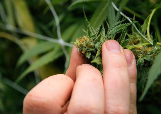 Sparx Cannabis grows marijuana in the Salinas area. The company is expanding beyond wholesale to reach consumers directly.