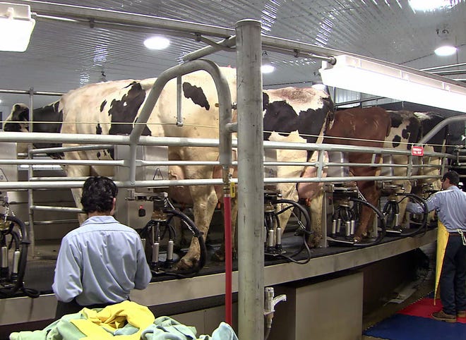 CAFOs in Wisconsin are farms with at least 1,000 animal units, which roughly equals 700 dairy cows, 1,000 beef cattle or 125,000 broiler chickens. The largest dairy CAFO in Wisconsin houses more than 9,000 cows.