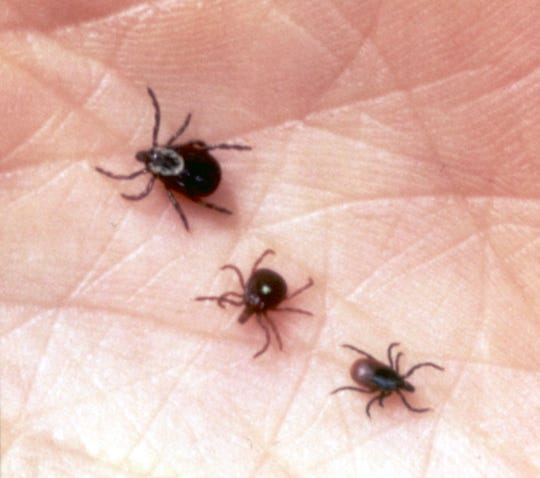 Dog Tick (note white behind head); Lone Star tick (white dot on back); Deer Tick. ---