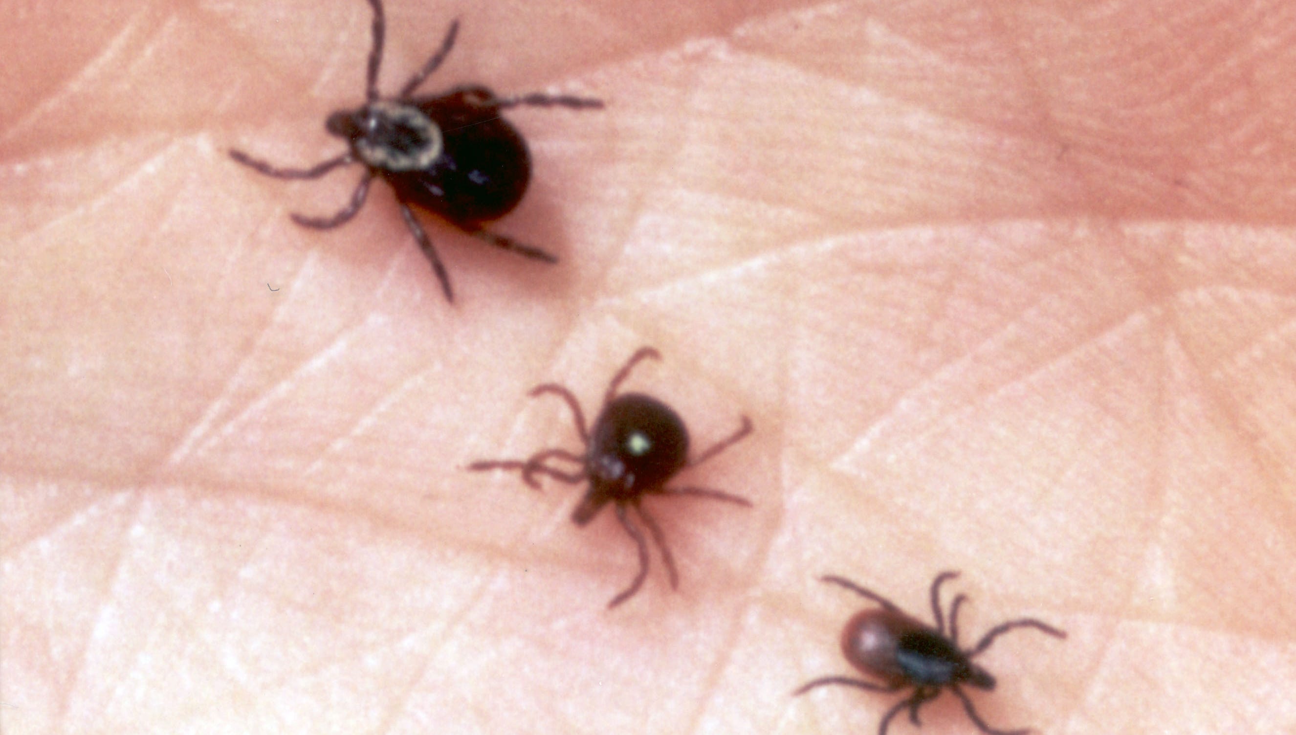Ticks In Tennessee What You Need To Know About Tick borne Illnesses ticks-in-tennessee-what-you-need-to-know-about-tick-borne-illnesses