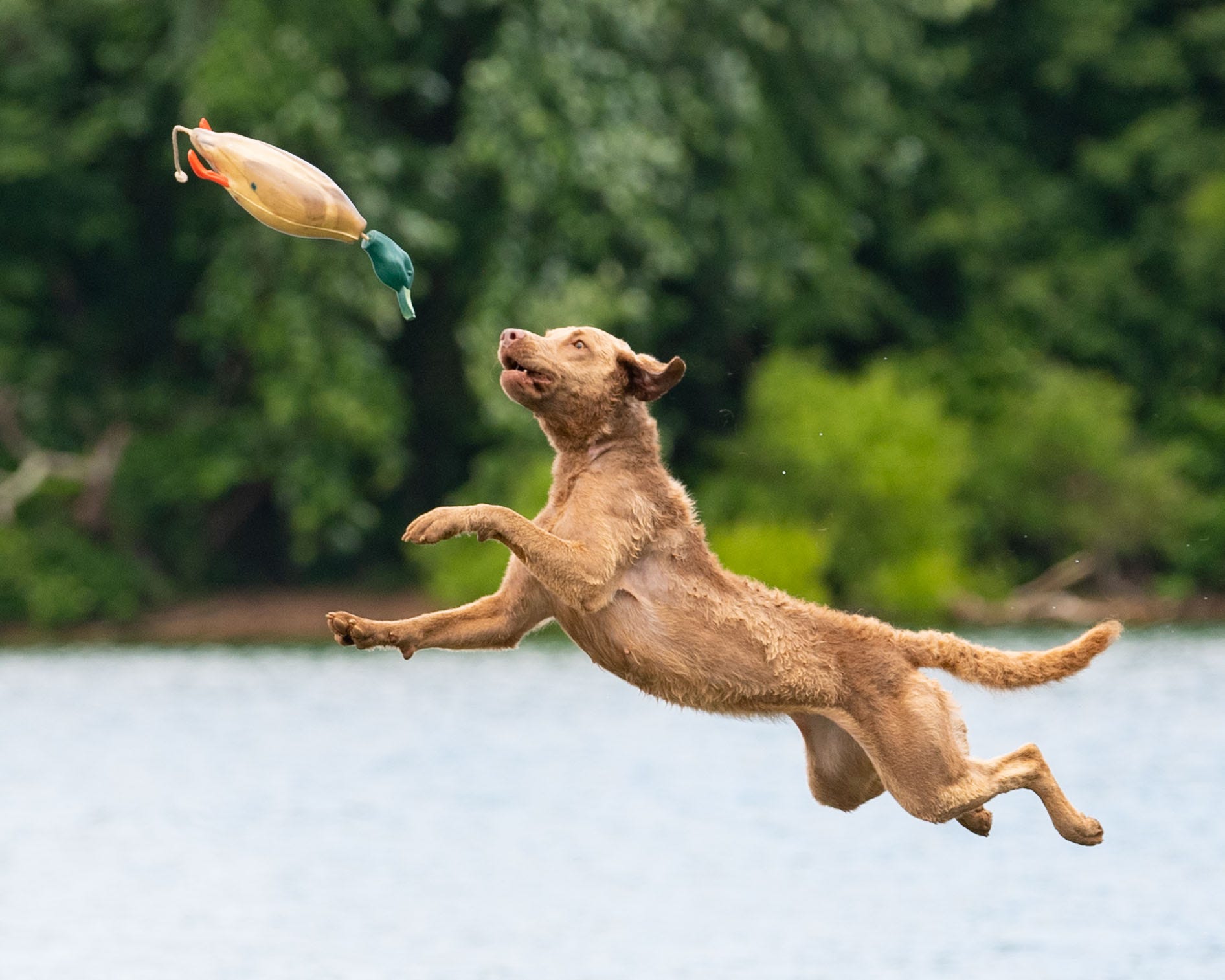 What Dog Foods Cause Dcm