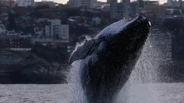 Spectacular video shows whales breaching off...