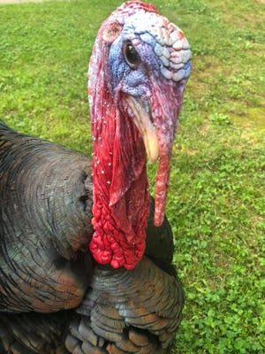 Brady, a 4-year-old Standard Bronze turkey, went missing from his Church Road farm in Medford recently. He was found but is badly injured.