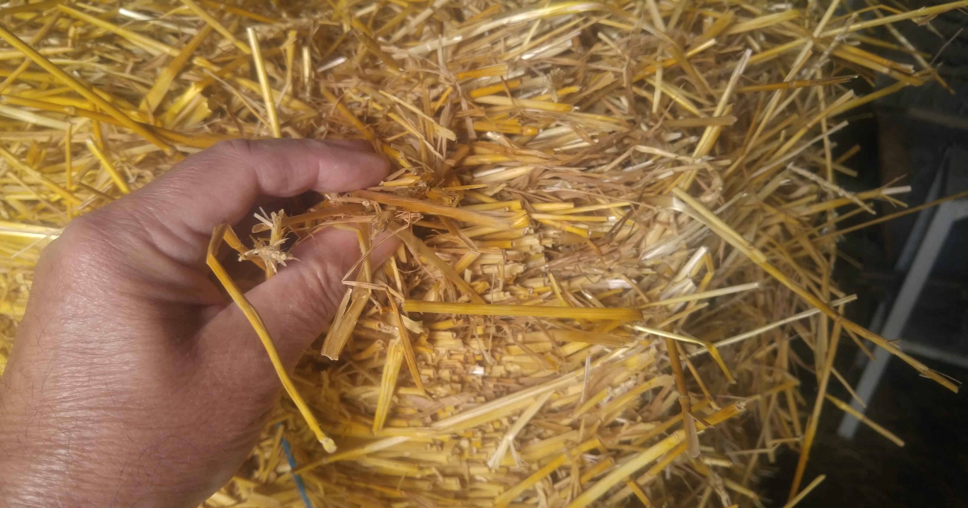 The difference between hay and straw in the garden