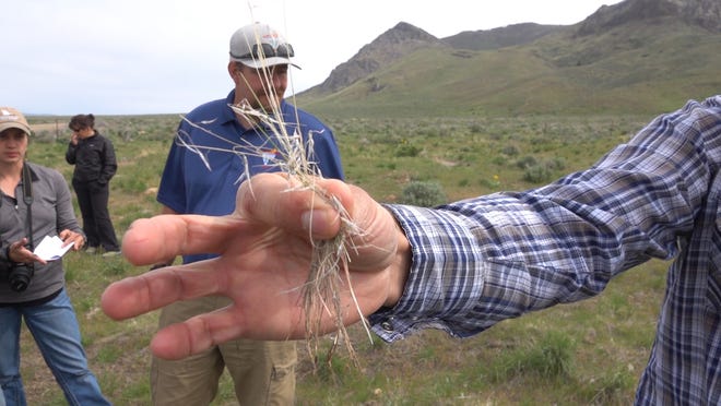 Dried cheatgrass, an invasive species overtaking much of the western rangelands, shown on May 15, 2019 in Elko County, Nevada.