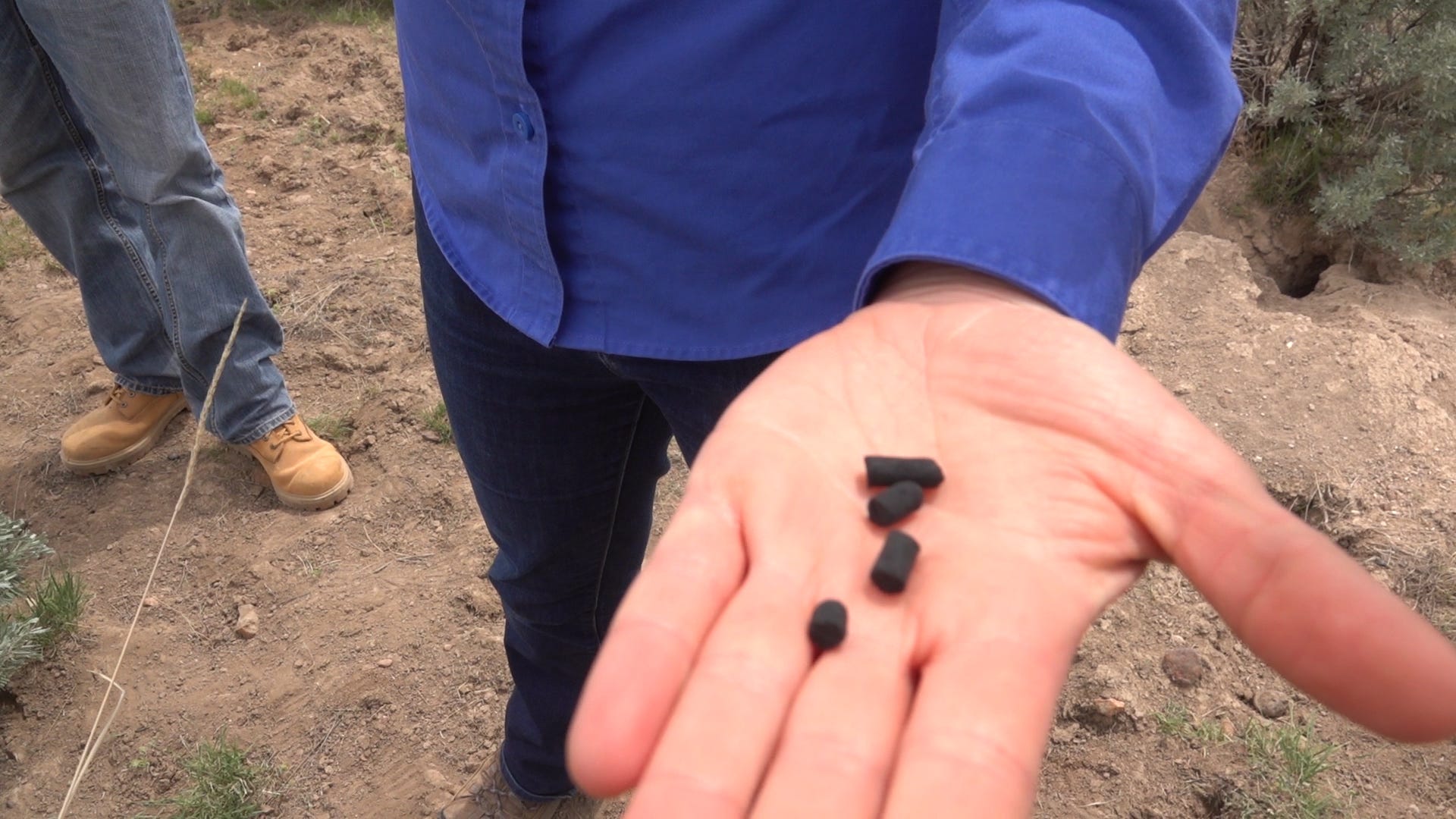 Charcoal pellets will protect burn areas from herbicide that kills the surrounding cheatgrass. By the time the seeds break out of the pellets, the herbicide will have dissipated.