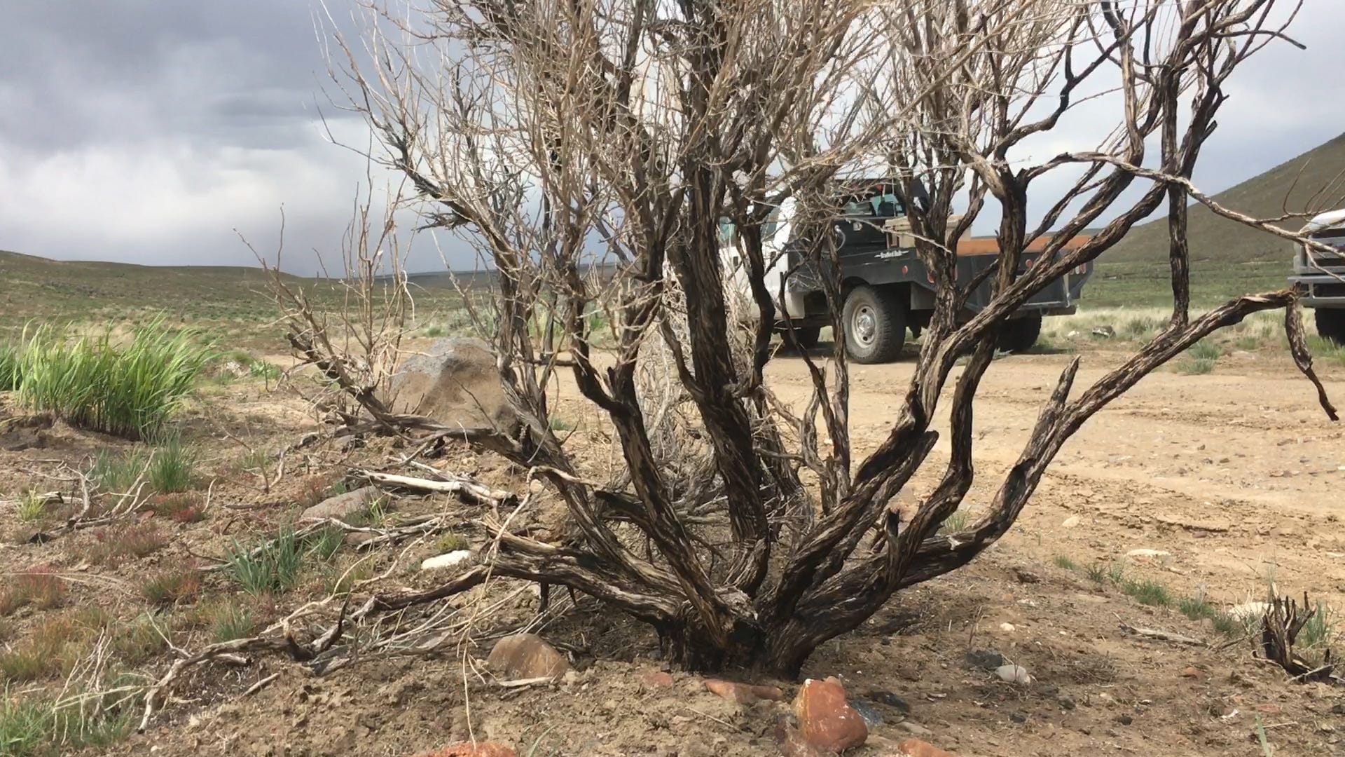 A burned sagebrush in the burn scar of the 2018 Martin Fire shown on May 15, 2019.