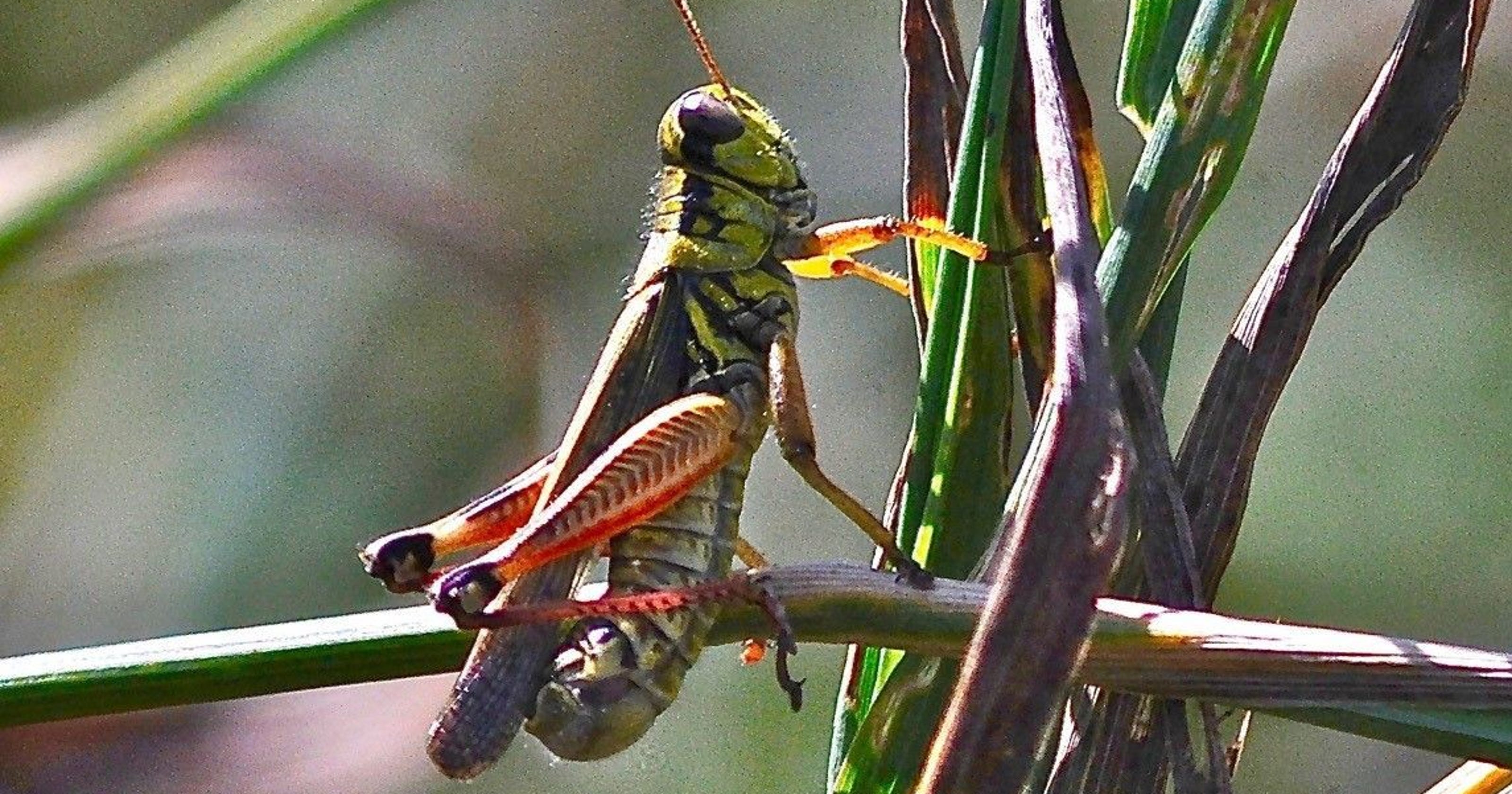 Grasshopper Invasion In Las Vegas May Last For Weeks