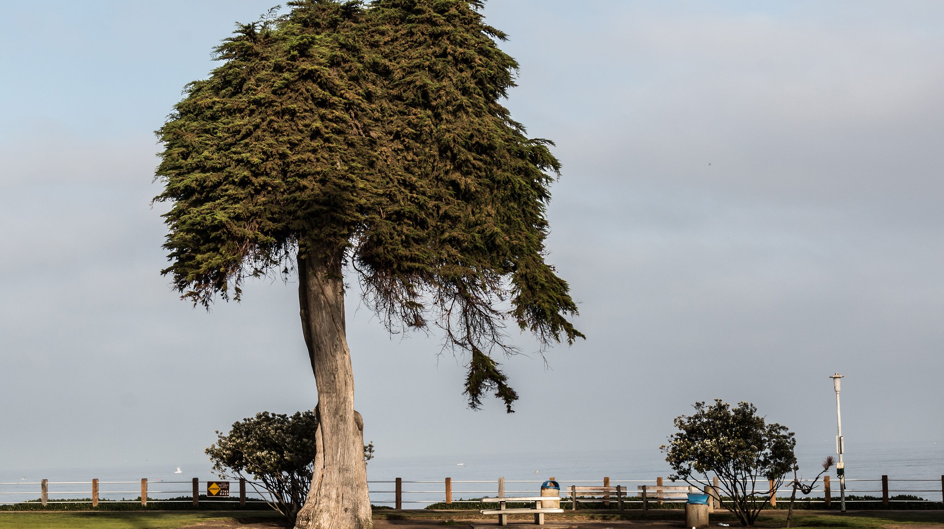 Dr Seuss Tree That Inspired The Lorax Has Died