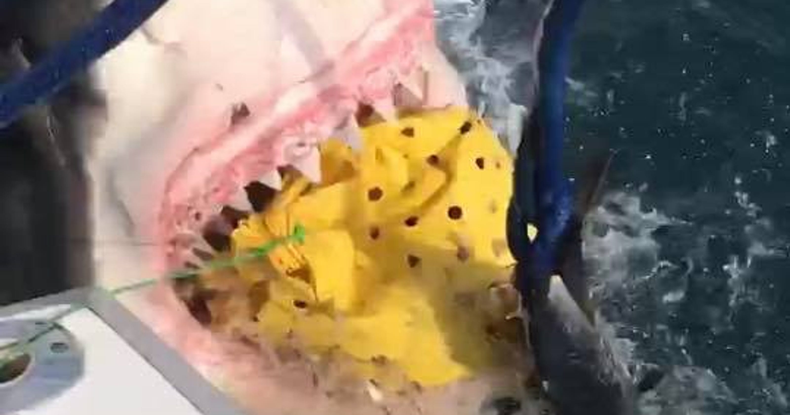 Huge great white shark surprises stunned NJ fishermen