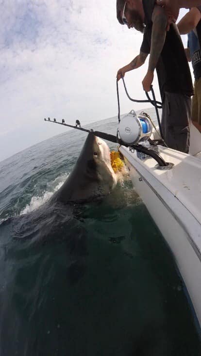 shark in new jersey