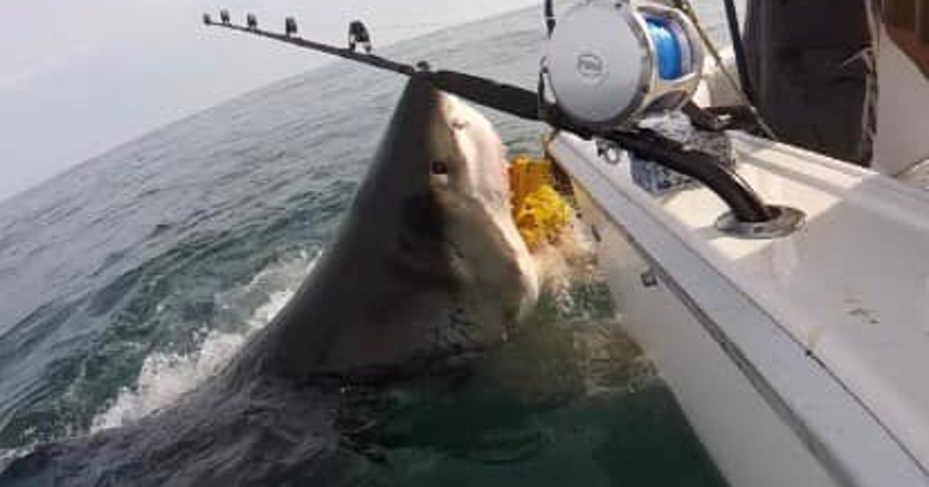 Great white shark surprised NJ boaters, gets named Sherri after