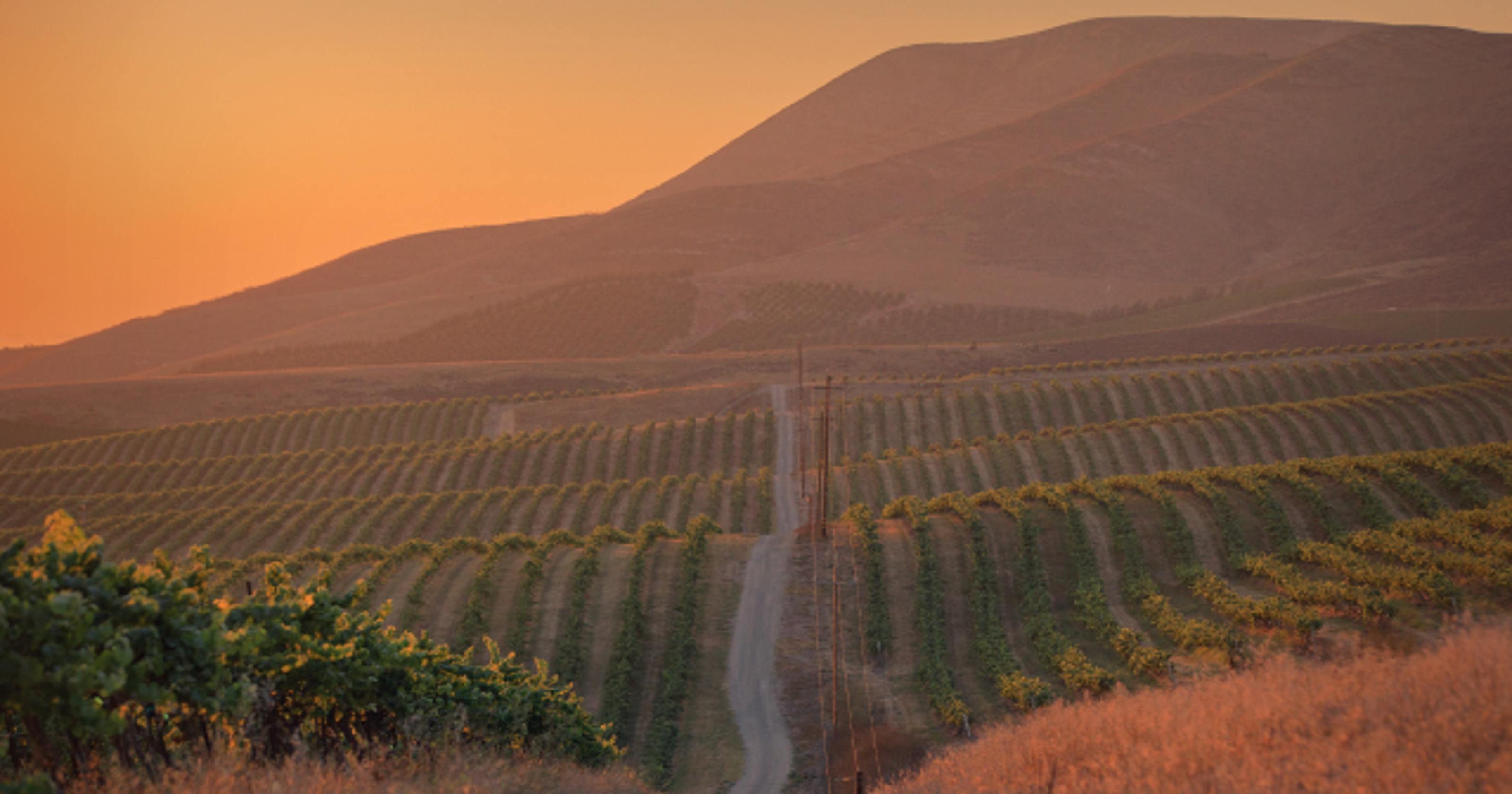 Santa Maria Valley the best CA wine region you've never heard of