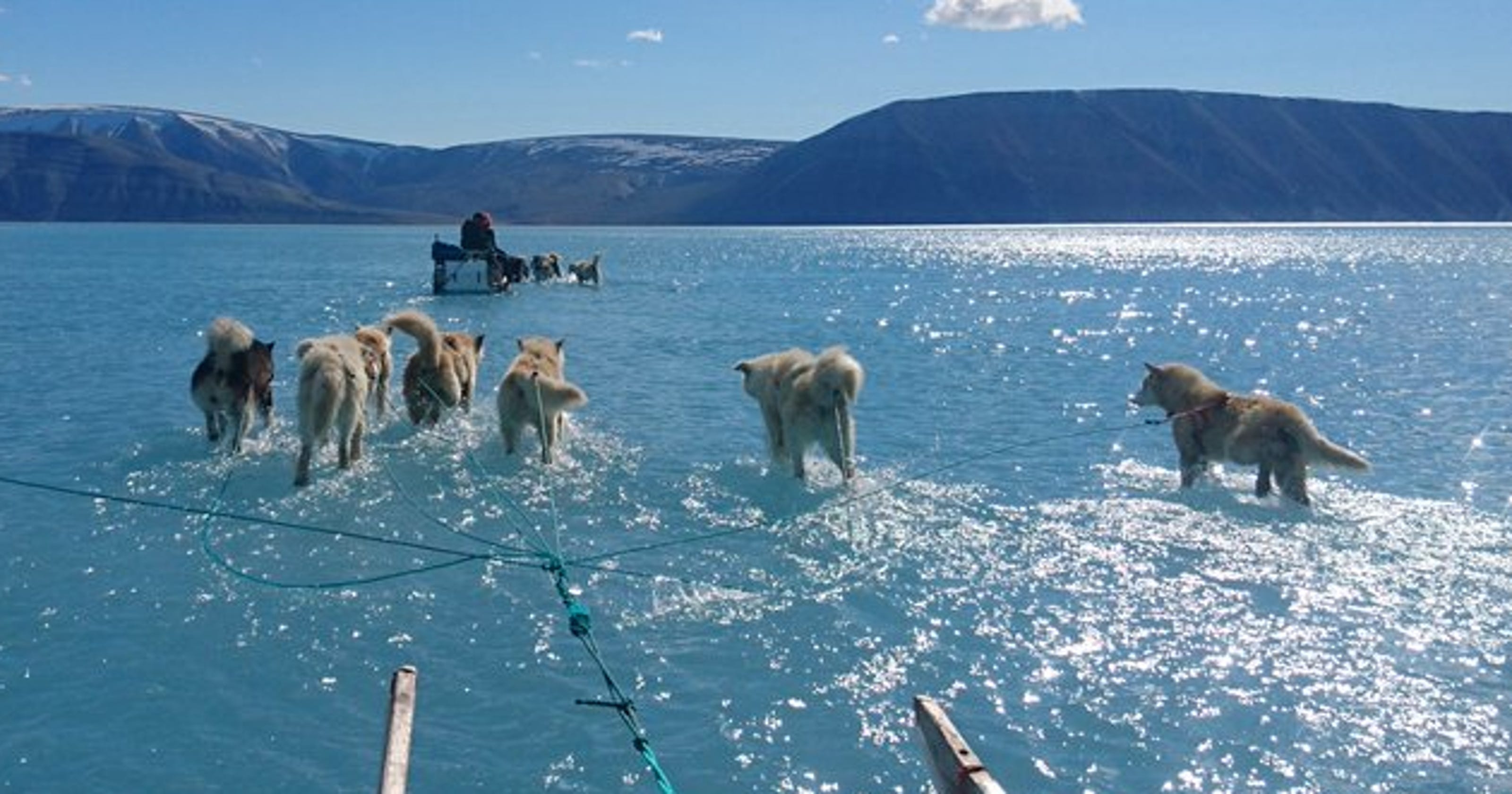 Greenland ice melt Sled dogs 'walking on water' as sea ice melts