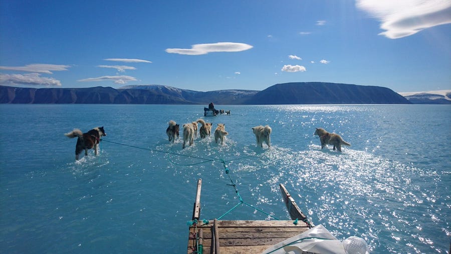 Dogs frolic in a layer of water atop the Greenland ice sheet.