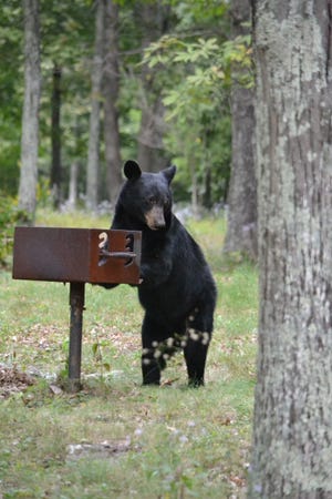 Black bears, such as this one seen at a picnic area along the Blue Ridge Parkway, are opportunistic eaters.