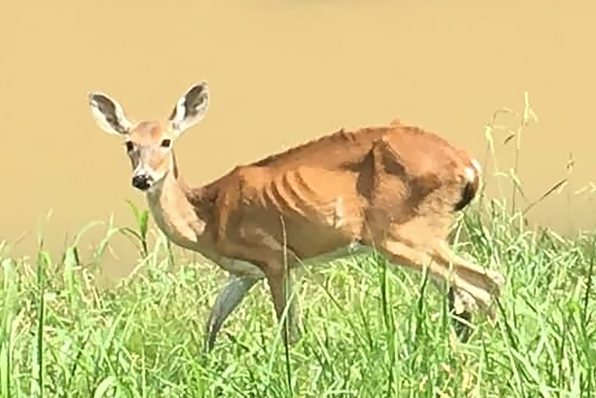 Deer Feeding Chart For South Georgia